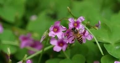 4K勤劳的小蜜蜂蜜蜂采蜜绿植花朵视频的预览图
